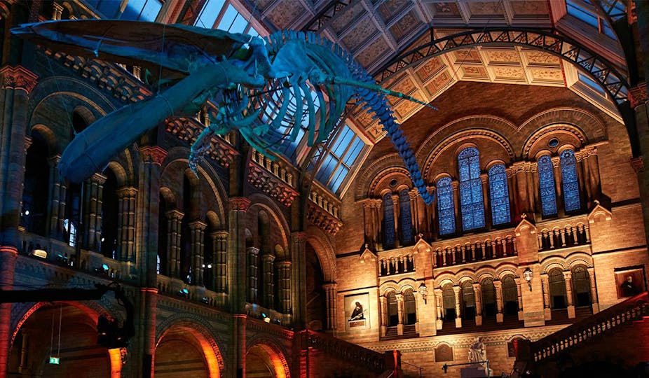 london natural history museum virtual tour